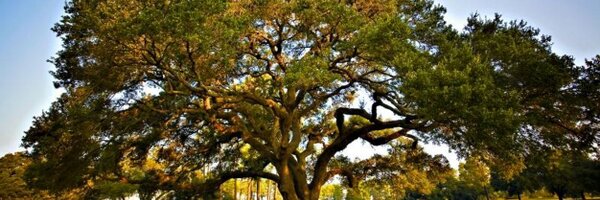 HoustonOaks Profile Banner