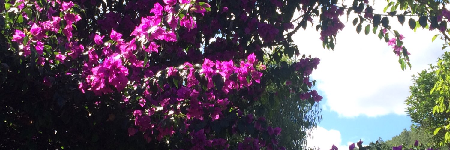 LillyHigson's profile banner image