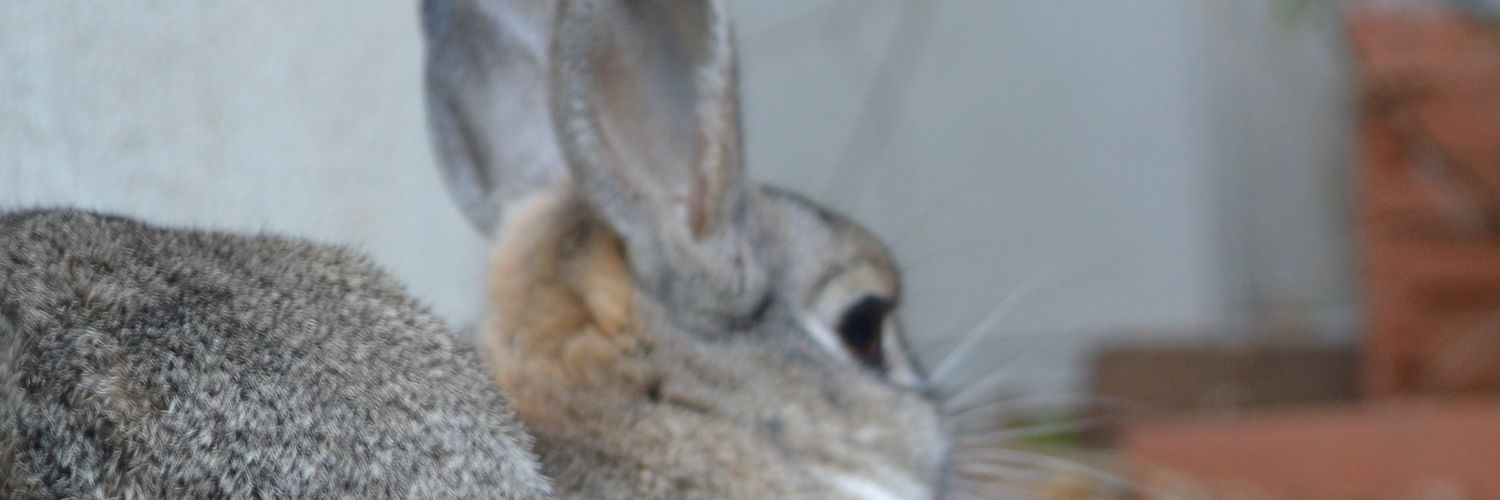 koo_247's profile banner image