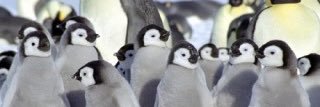 No_bird_can_fly's profile banner image