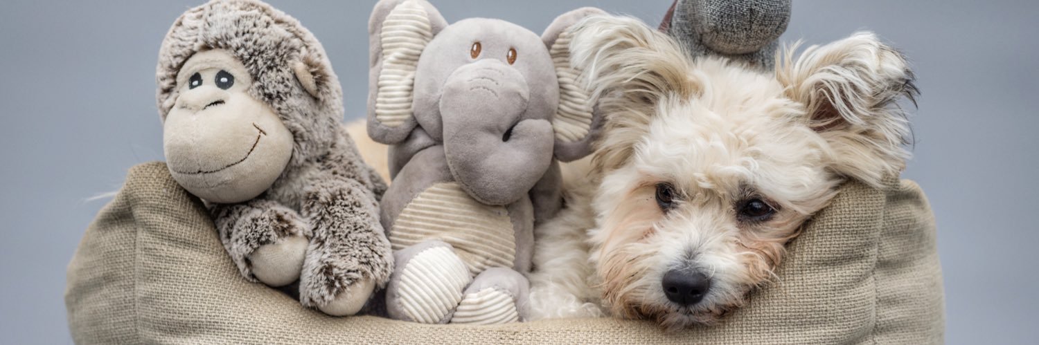 Georgina Mclocklin banner