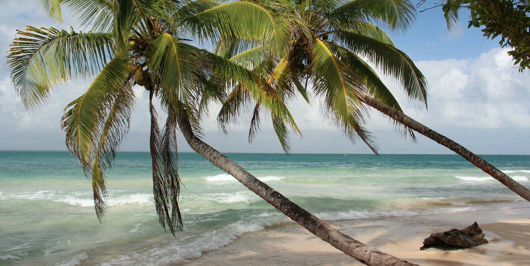 Cowudi 🐺🐖🐋🐻🦁🍃🍉#Yasuní banner