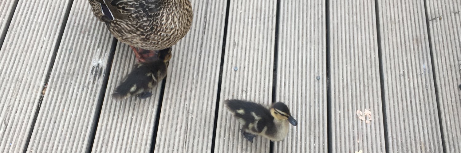 Emily Steventon banner