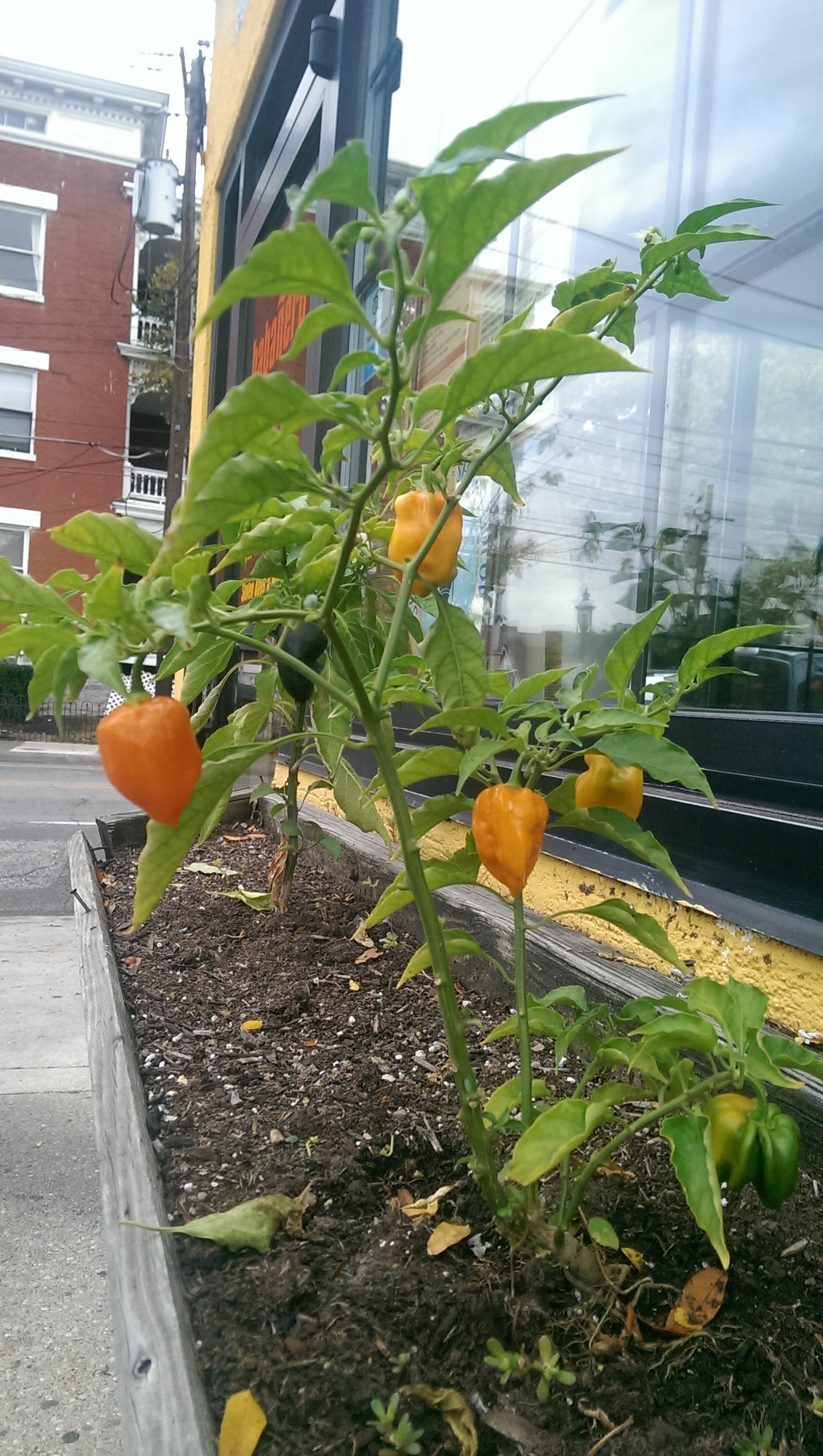 HabaneroLatin's profile banner image