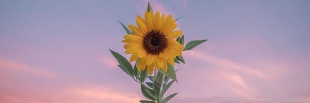 trishdiolazo's profile banner image