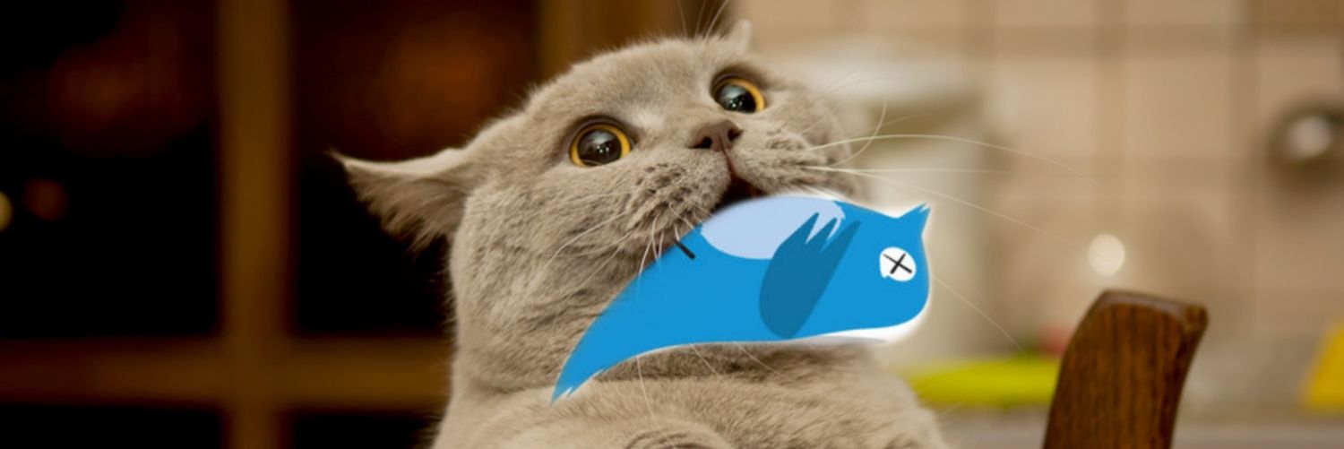 JodingersCat-astrophe banner