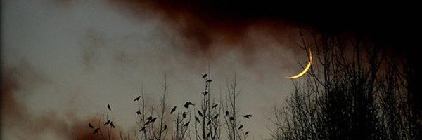 aliadeles Profile Banner