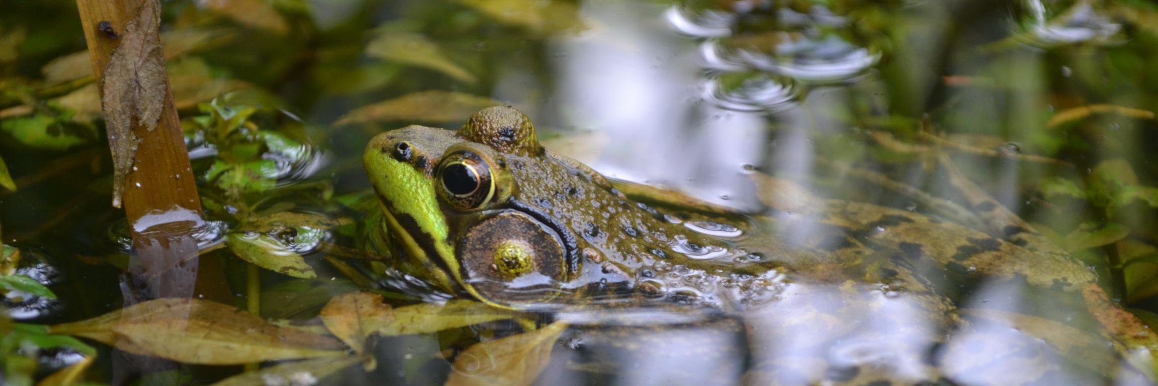 Max Lambert 🦫🦅🦌🐢🐸🏙💦 banner
