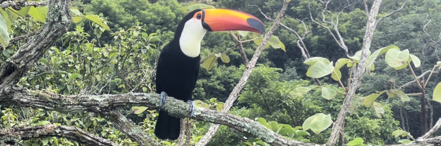 Camila Mazzoni banner