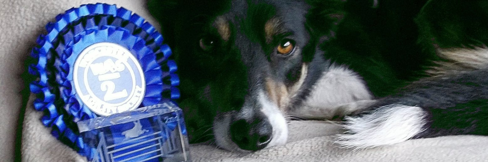 Trish Shenton banner