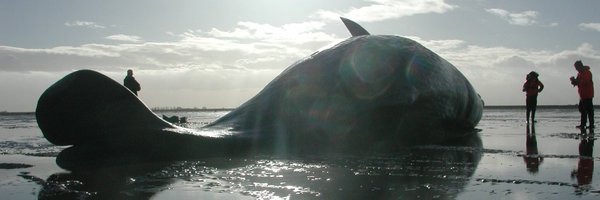 strandings_man Profile Banner