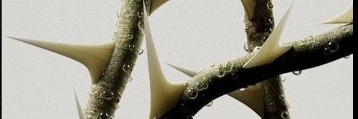 Lestatsito's profile banner image