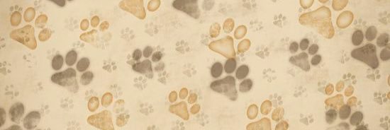 CovfefeCat's profile banner image