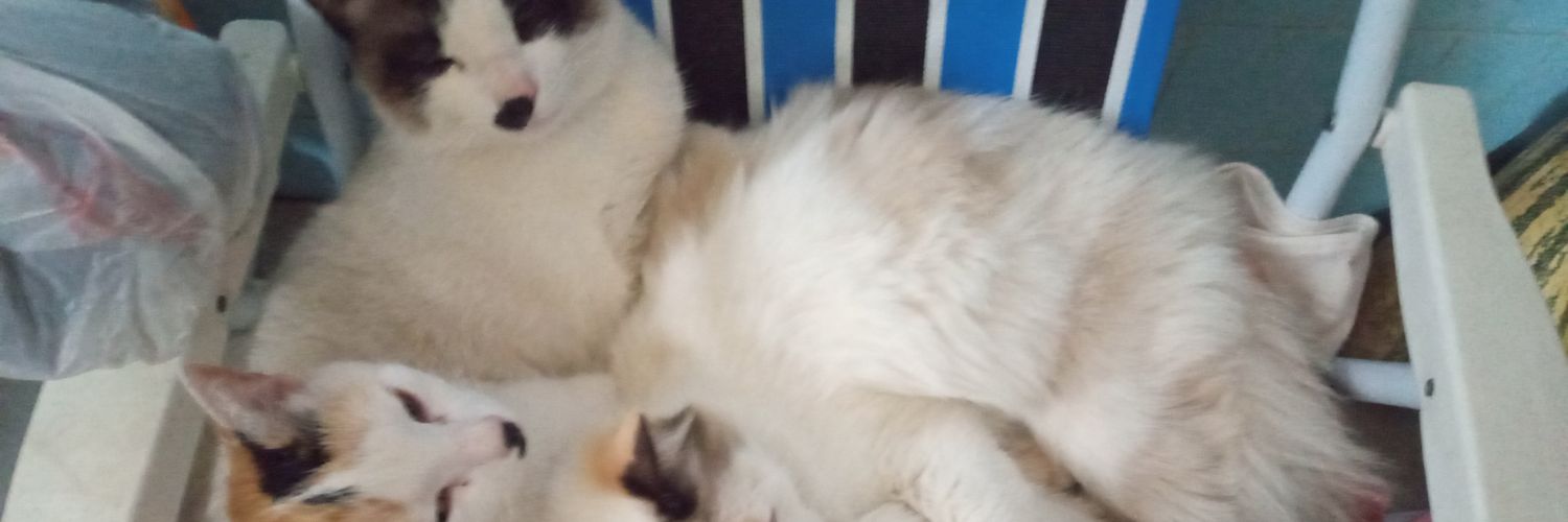 BonetteLuize's profile banner image