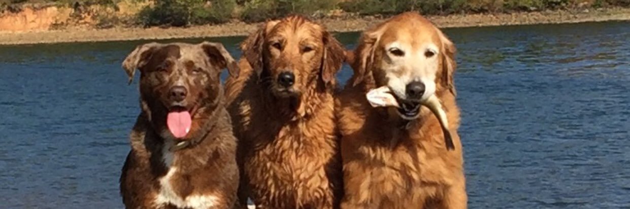 gdoggreg1's profile banner image