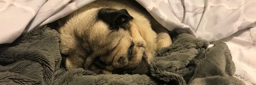 bowiethepug's profile banner image