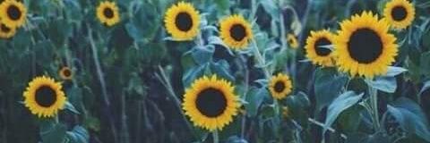CeciRodriguez97's profile banner image
