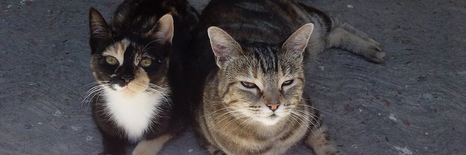 Susanaedithgom5's profile banner image
