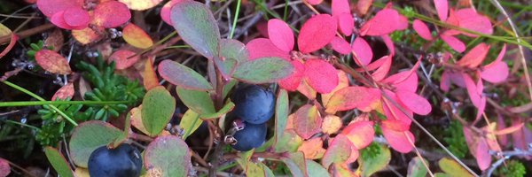 HugrnElsdttir Profile Banner