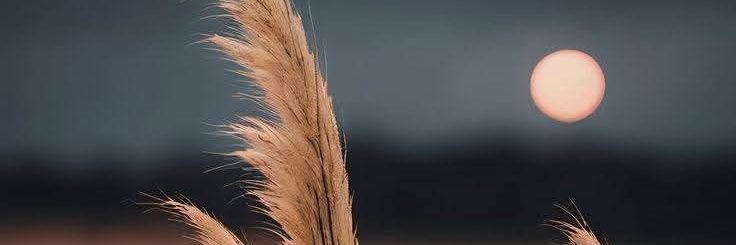 @msefu🇲🇼 banner