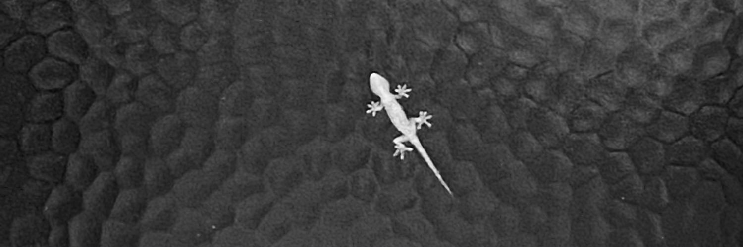 megsinu's profile banner image