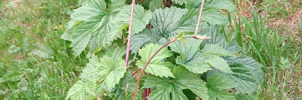 Maltcracker Profile Banner