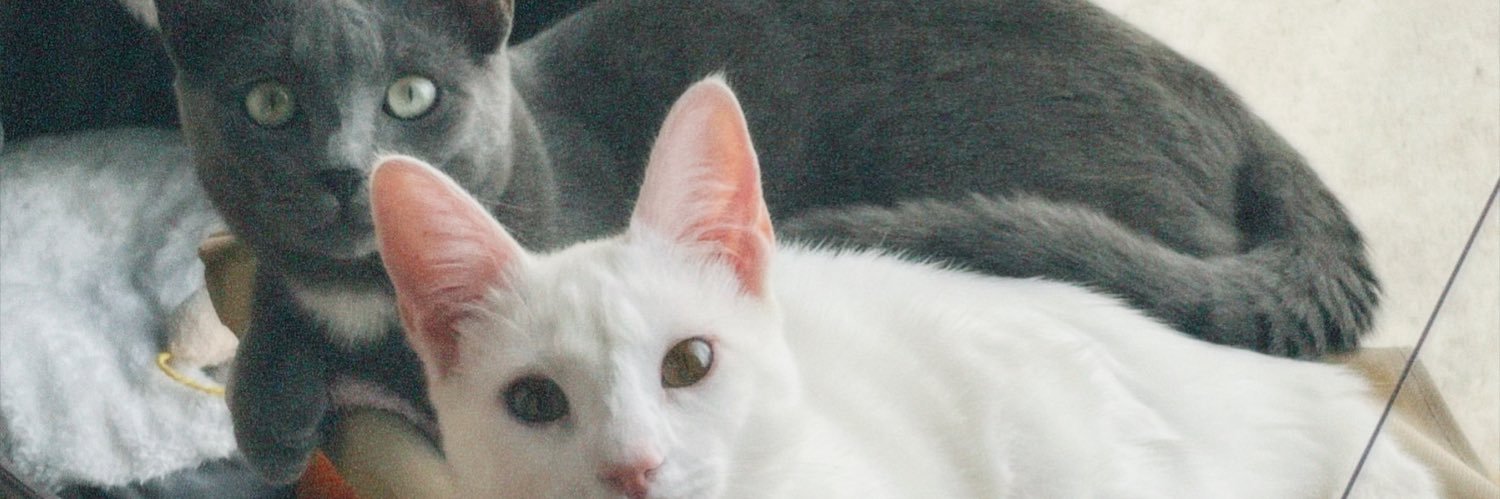 new__bloom's profile banner image