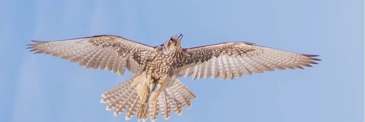 Aljufain71's profile banner image