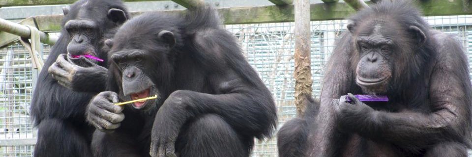 Primarily Primates banner