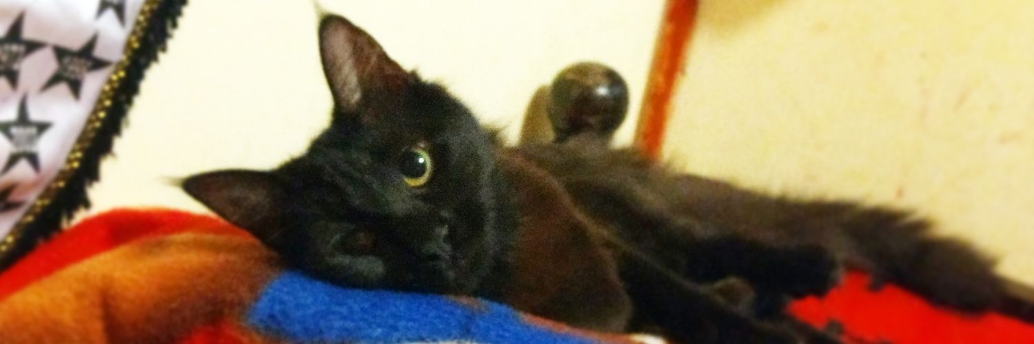 Gatolok0_0's profile banner image