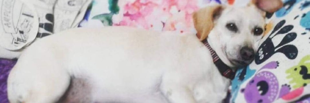 Mjdaluzc's profile banner image
