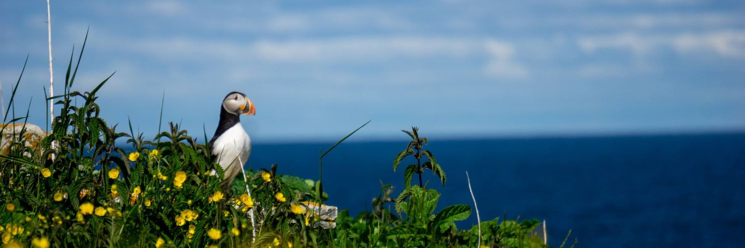Catherine Gauthier banner