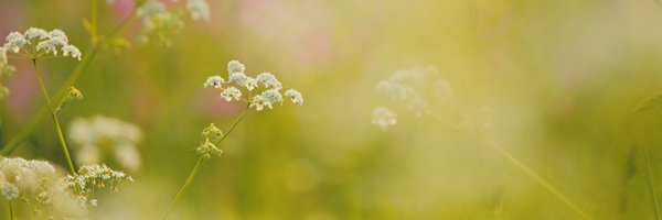 gatheringnature's profile banner image