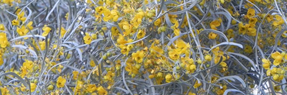 Richard T. Pallardy banner