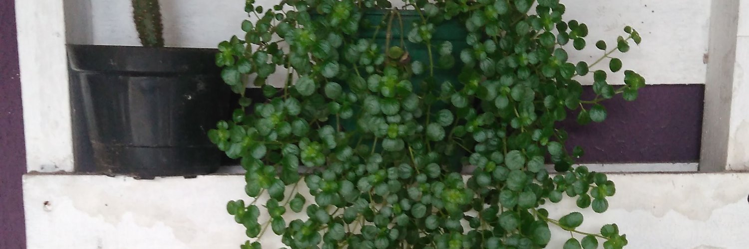 CastroSilva34's profile banner image