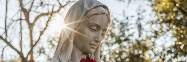 MediumROSE's profile banner image