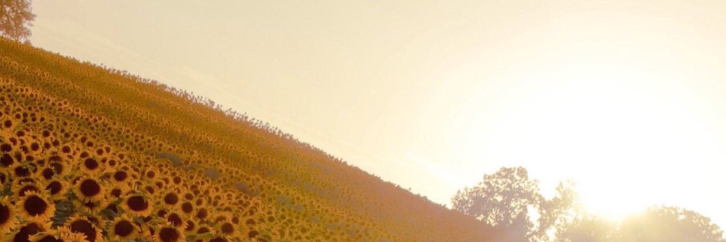 Vipalsoky's profile banner image