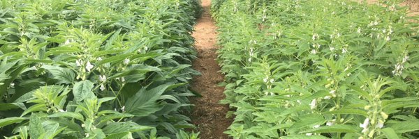 romtarshish Profile Banner