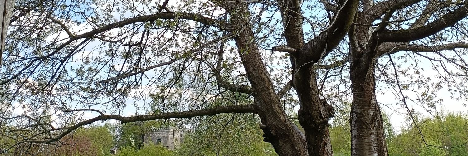 swierzbin's profile banner image