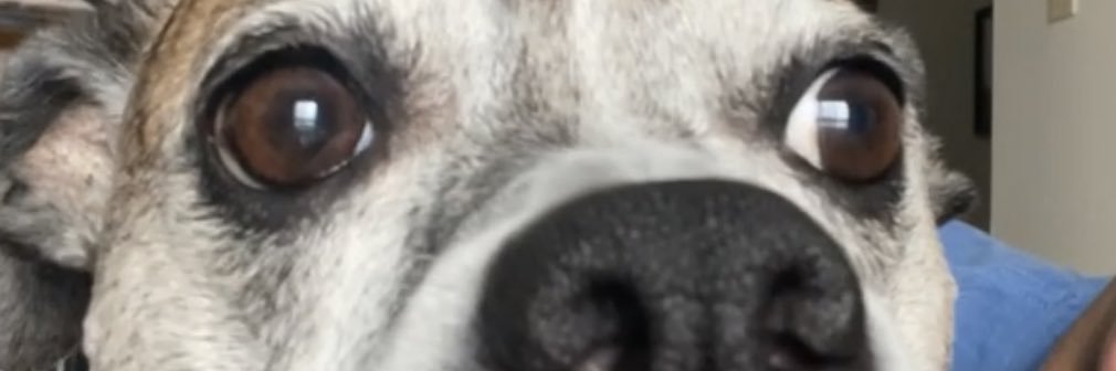JesWhitehead's profile banner image