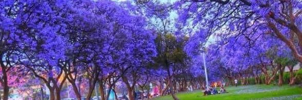 khalid_alzrer's profile banner image