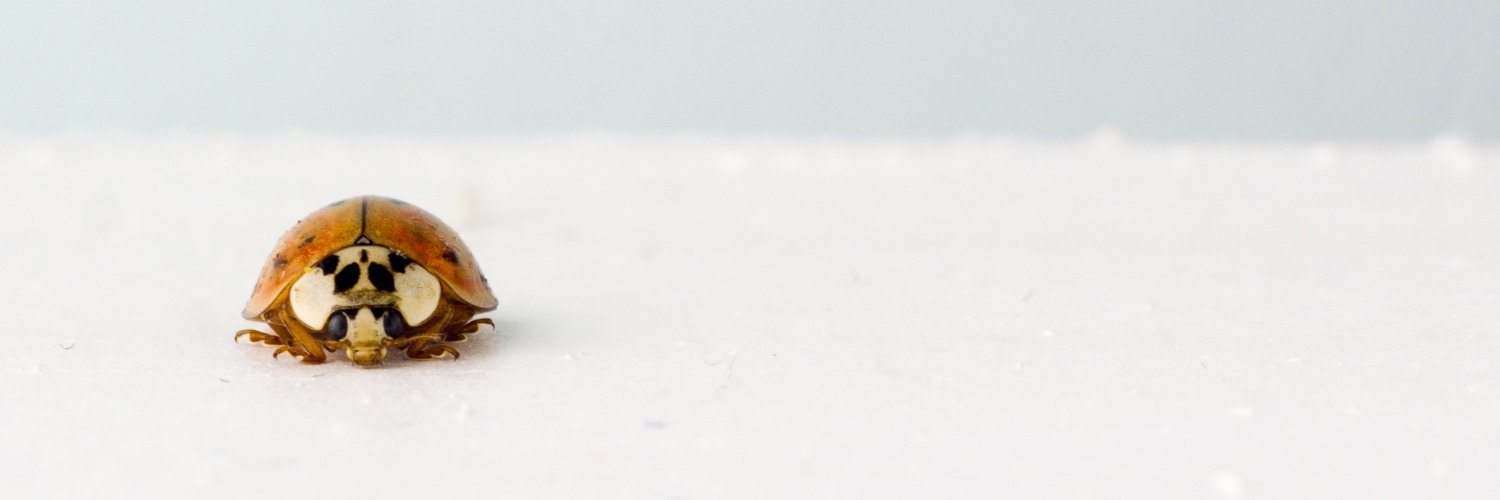 bellabretz's profile banner image