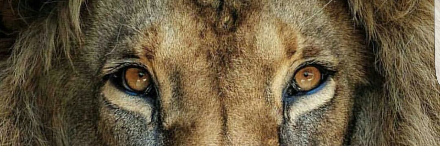 tweetqueet's profile banner image