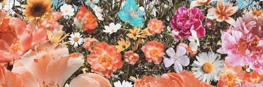__summerrose's profile banner image