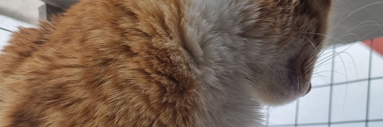 Ocelotito_'s profile banner image