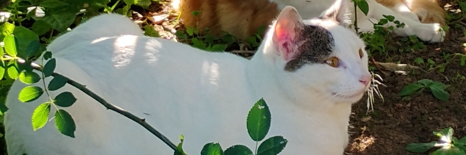 SejaDoador's profile banner image