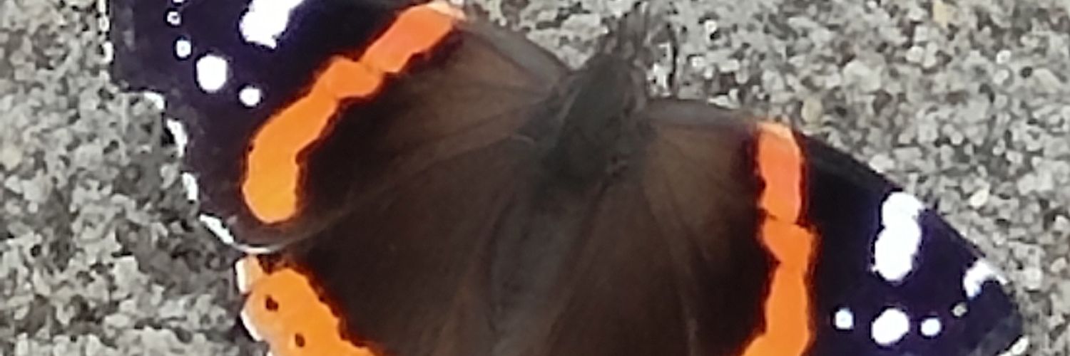 Heather Buell banner