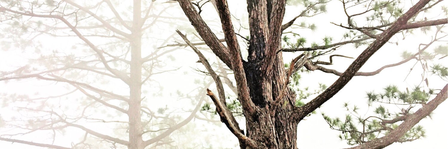 cavlene's profile banner image