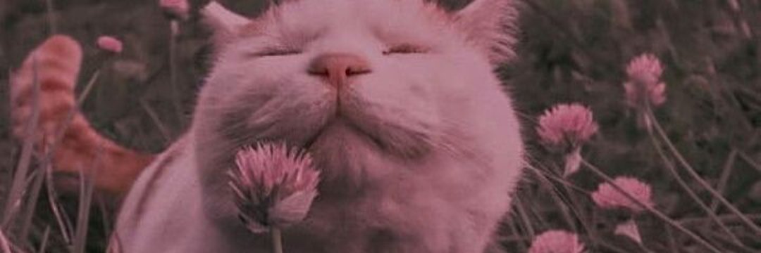 sevgiicm's profile banner image