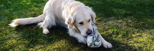 dk_stephan Profile Banner